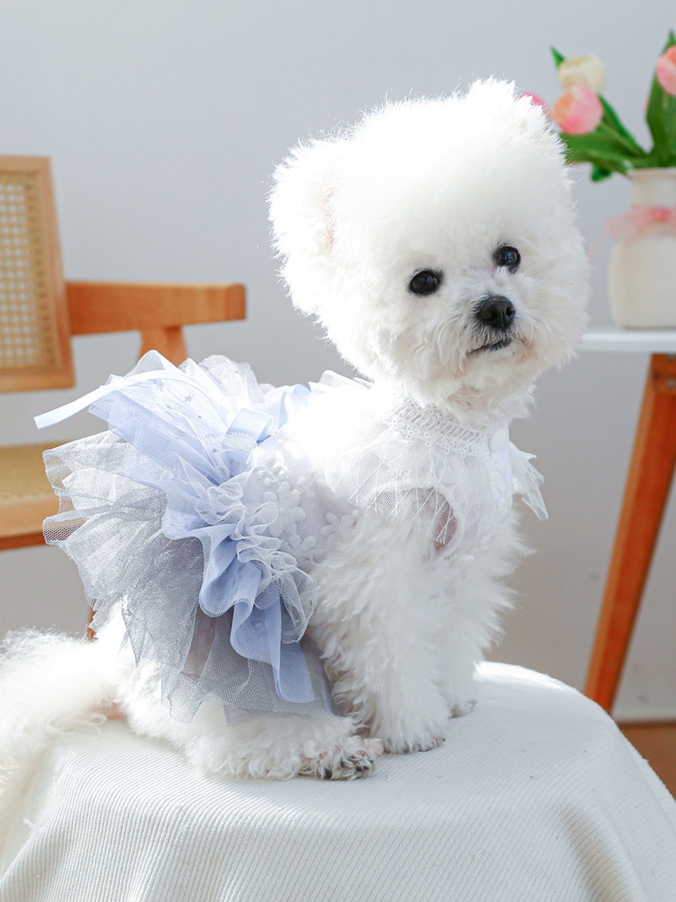 Lace Tutu Pet Dress