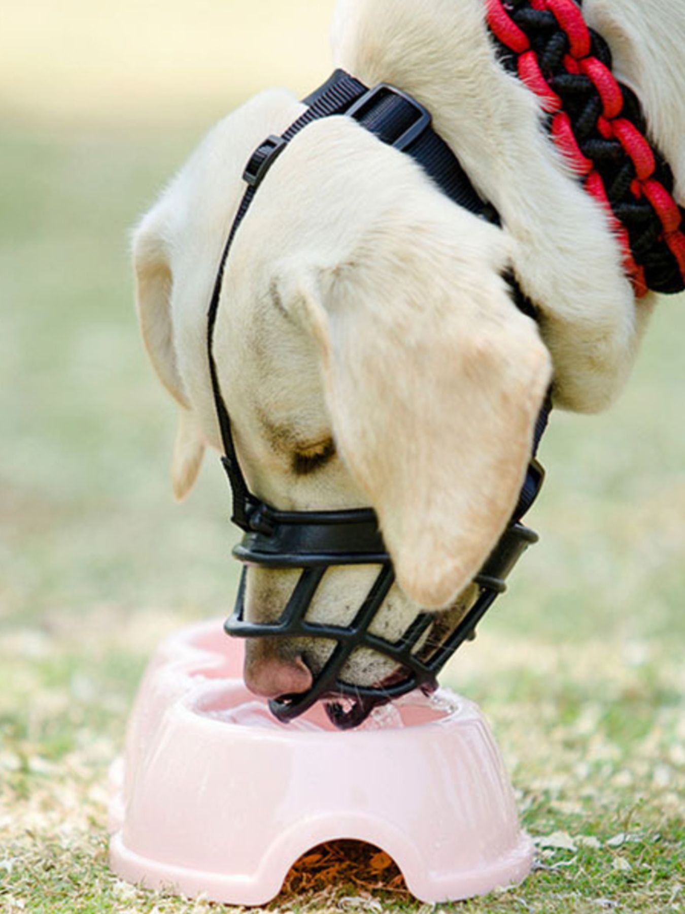 Anti-Bite Pet Muzzle