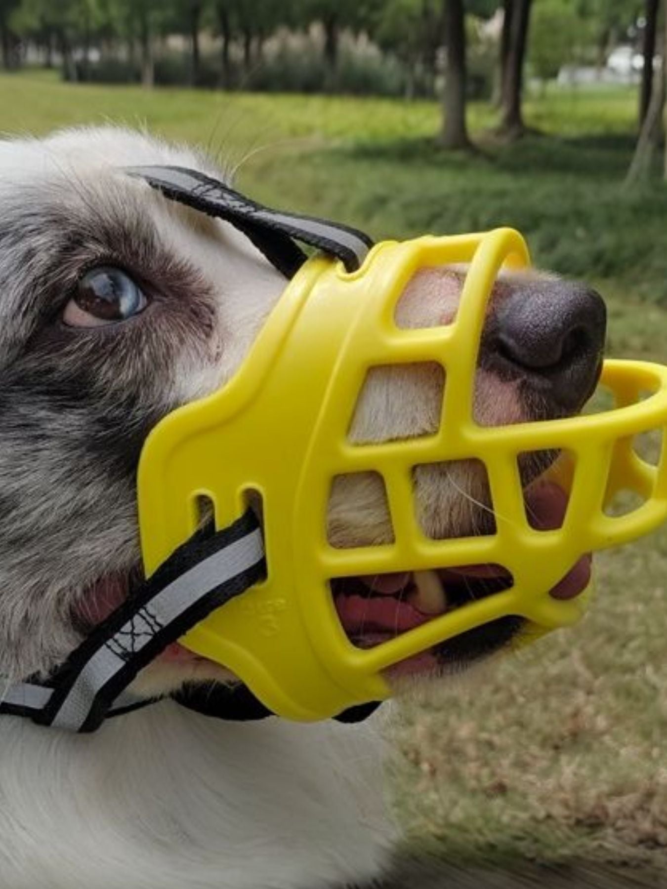 Anti-Bite Pet Muzzle