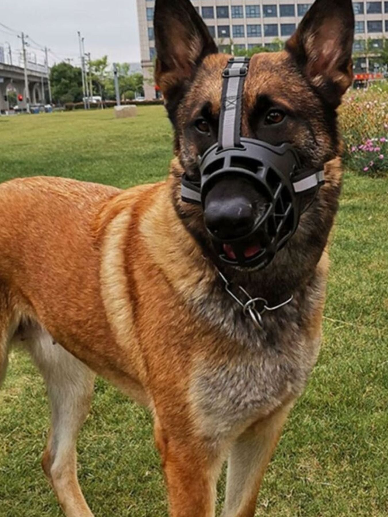 Anti-Bite Pet Muzzle