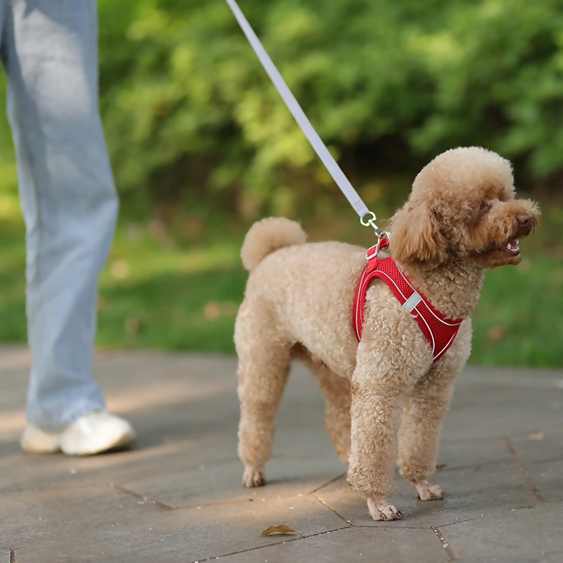 Reflective Mesh Harness & Leash Set
