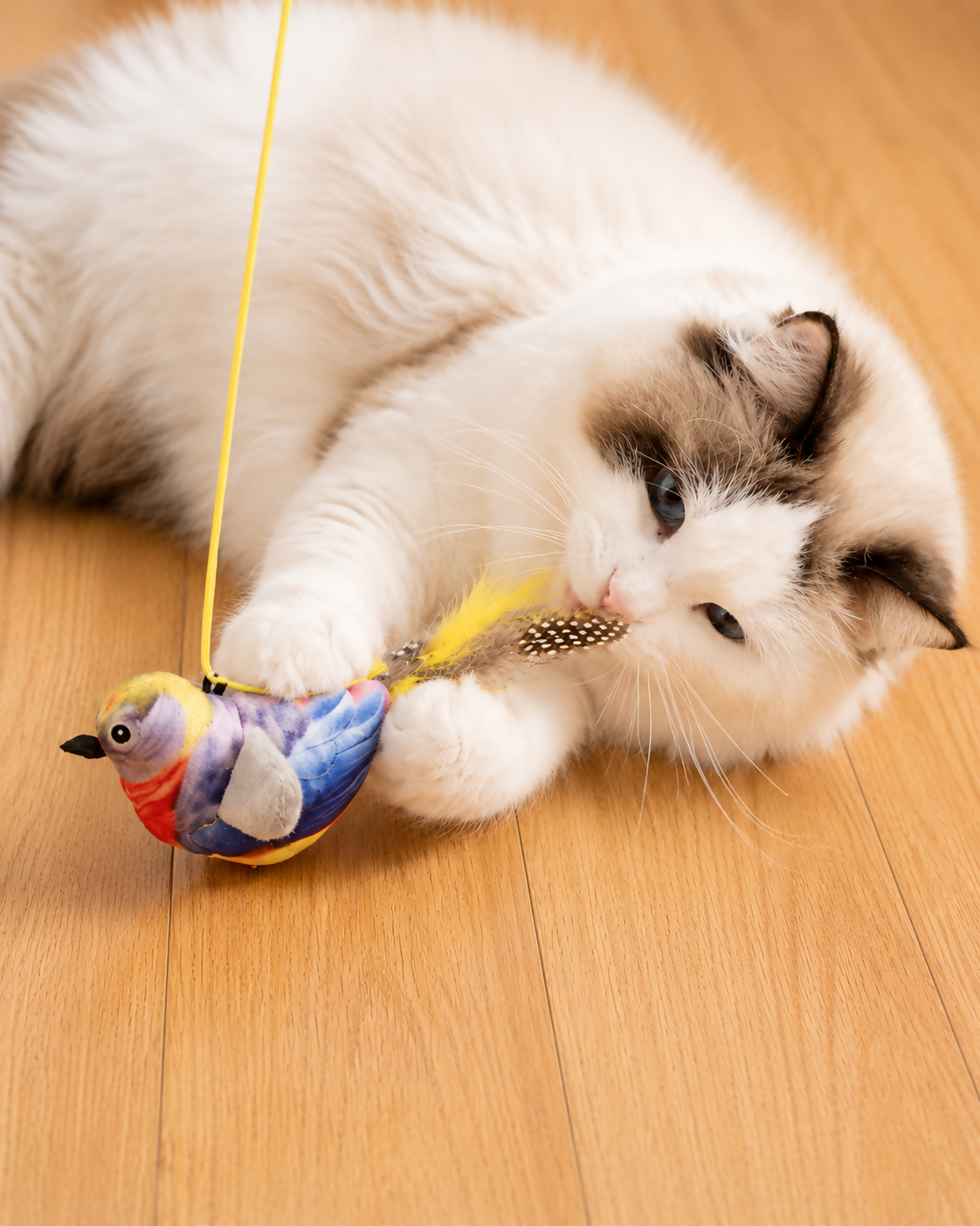 Songbird Toy