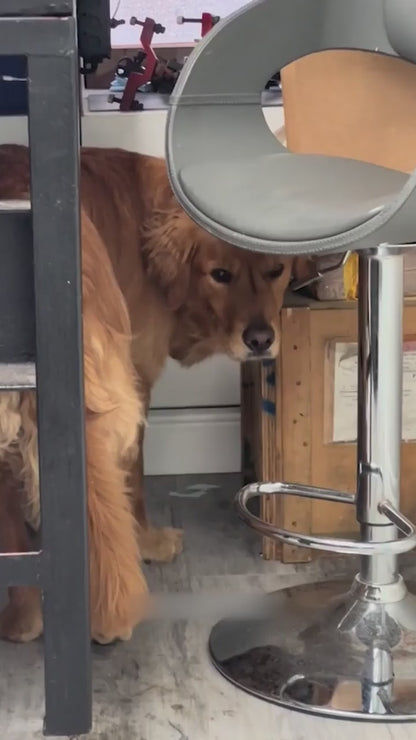 Pet Noise Canceling Muffs