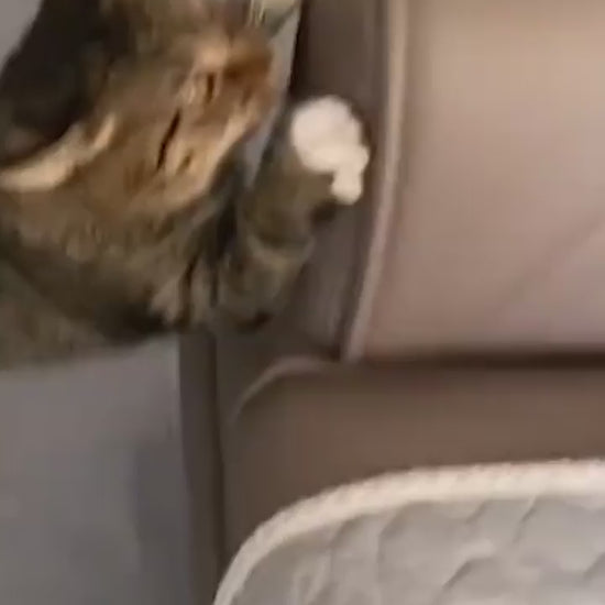 Wooden Cat House with Scratching Pad 1.mp4