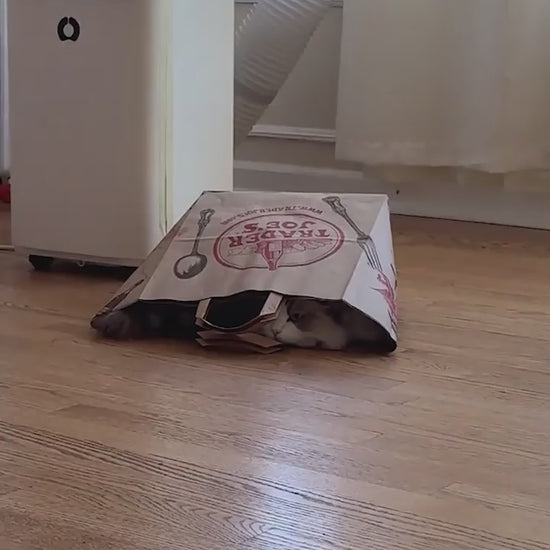 1-H Cozy Plush Pet Tunnel Nest.mp4